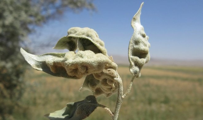 В Канаде для борьбы с &laquo;русскими оливами&raquo; выпустят в природу особых евразийских клещей 