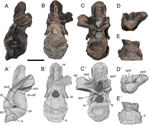 В Патагонии найдены останки самого крупного мегараптора в истории