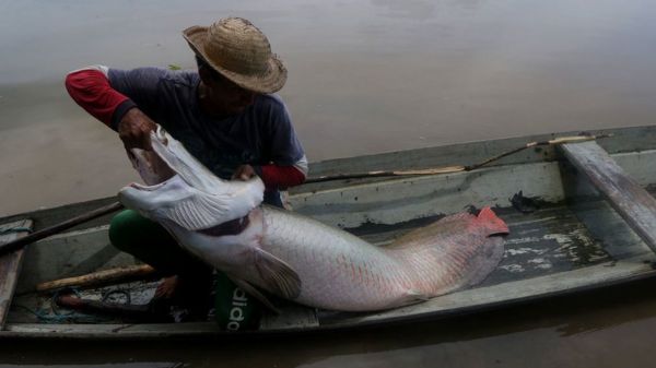 Исчезновение в Амазонии: полиция отрицает, что тела британца и бразильца найдены