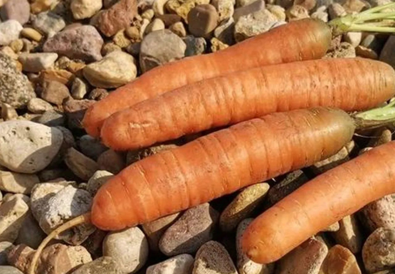 Гигантские слизни размером с&nbsp;крупную морковь обнаружены в&nbsp;Европе