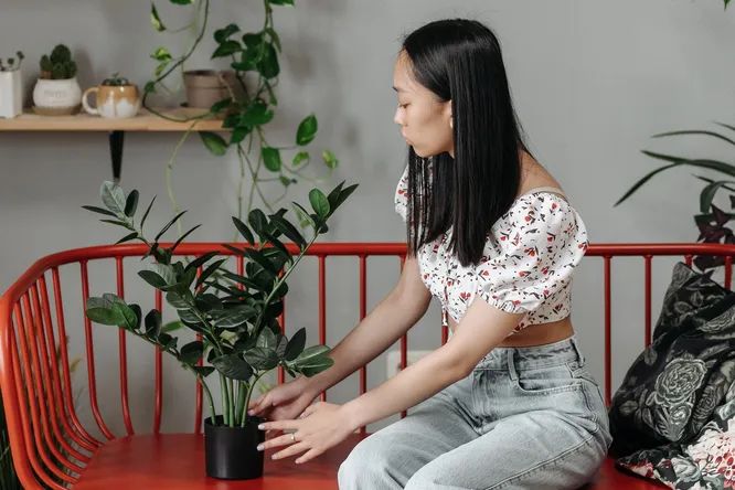 Как домашние растения могут ухудшить настроение