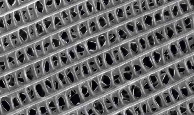 Крылья мотыльков помогут создать идеальную звукоизоляцию 