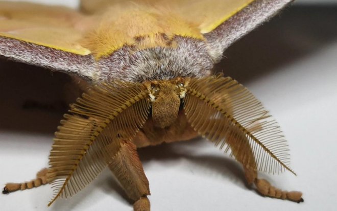 Крылья мотыльков помогут создать идеальную звукоизоляцию 