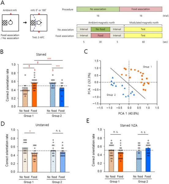 Магнитное чувство человека обусловлено механизмом, зависящим от резонанса света и магнитного поля