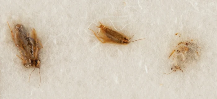 НАСА требует вернуть лунную пыль и "лунных" тараканов