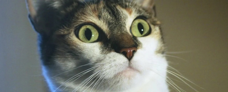 Оказалось, что кошачья мята обладает скрытым эффектом