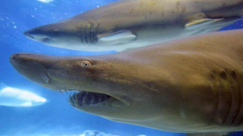 Раскрыто происхождение челюстей позвоночных из жабр