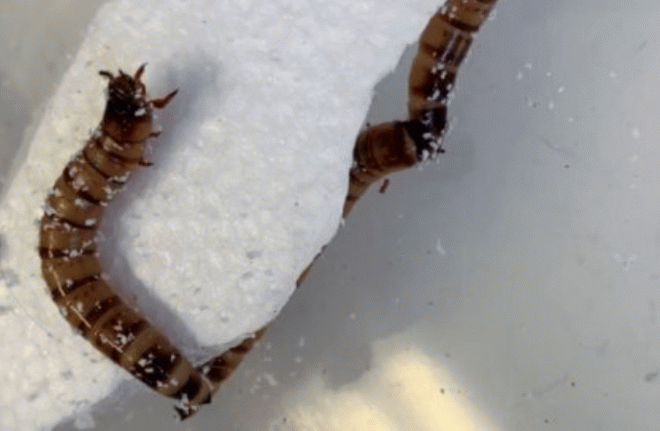 Суперчерви Zophobas morio способны жить на диете из чистого пластика 