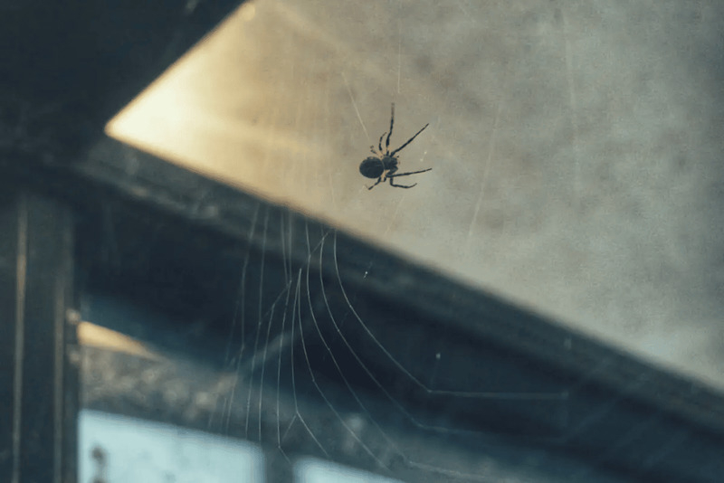 Ученые подсчитали количество микропластика в паучьих сетях