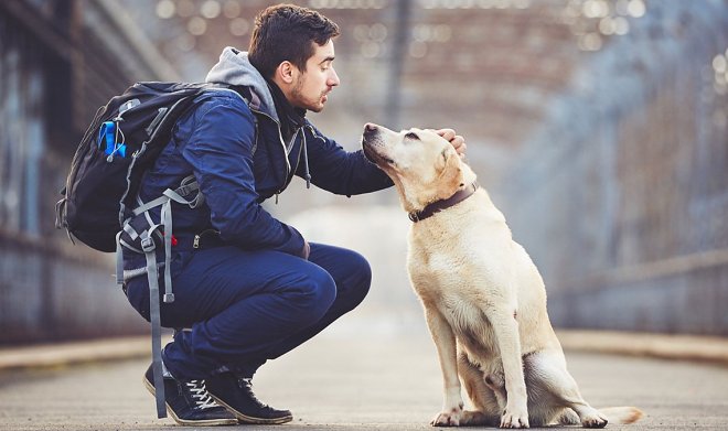 Ученые выяснили, что собаки так дружелюбны к людям из-за древней генетической мутации 