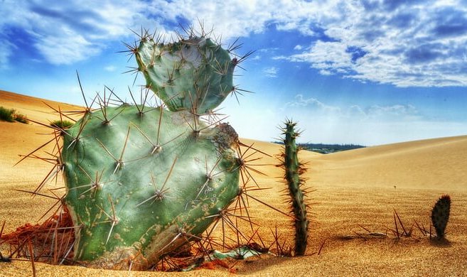 В МФТИ разработали Wi-Fi из живых кактусов