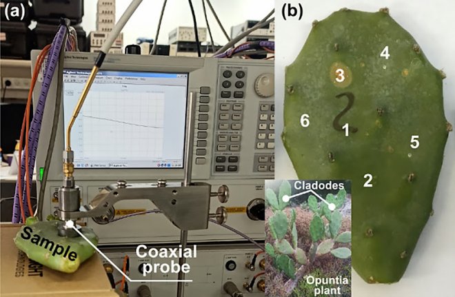 В МФТИ разработали Wi-Fi из живых кактусов