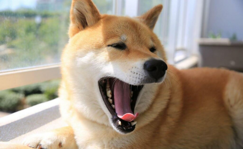 Заразительная зевота нужна для поддержания бдительности