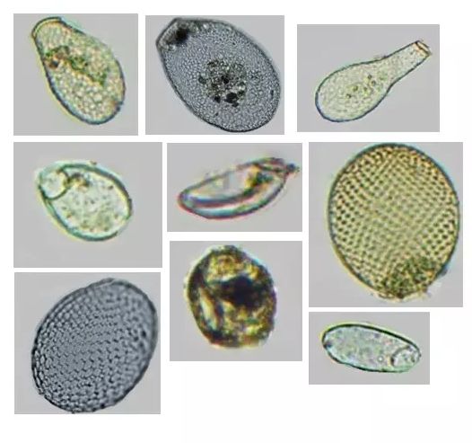 Амёбы с раковинами «рассказали» о древних пожарах в Сибири