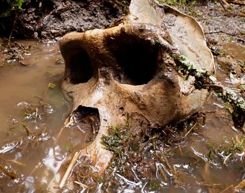 Известный специалист по дикой природе объявил об обнаружении черепа "снежного человека"