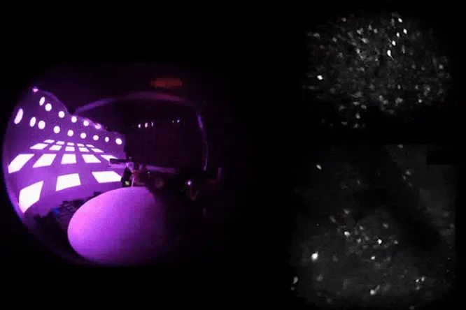 Как в мозге хранится память, и как мы вспоминаем