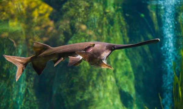 Крупнейшая пресноводная рыба китайский веслонос признана вымершей