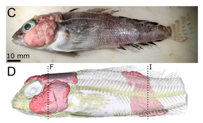 Новые виды паразитов вызвали вспышку кожного заболевания у антарктических рыб