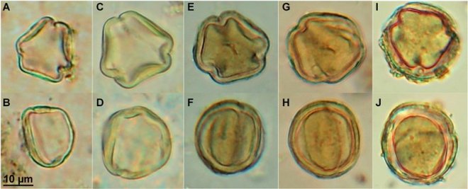 Новый метод исследования помог раскрыть несколько секретов древнеримского вина 
