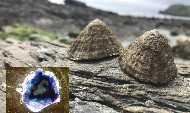 Самый прочный биоматериал в мире составит зеленую альтернативу кевлару 