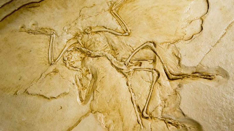 Ученые обнаружили у живших 200 млн лет назад динозавров протоперья