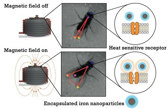 Ученые &laquo;взломали&raquo; мозг мухи и научились управлять ею на расстоянии 