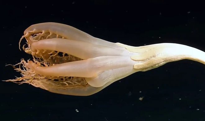 В глубинах Тихого океана обнаружили неизвестное существо