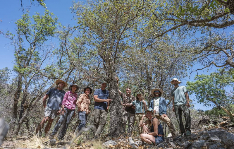 В Техасе обнаружили считавшийся вымершим красный дуб