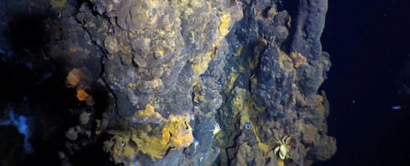 В темных глубинах восточной части Тихого океана обнаружено гигантское гидротермальное поле