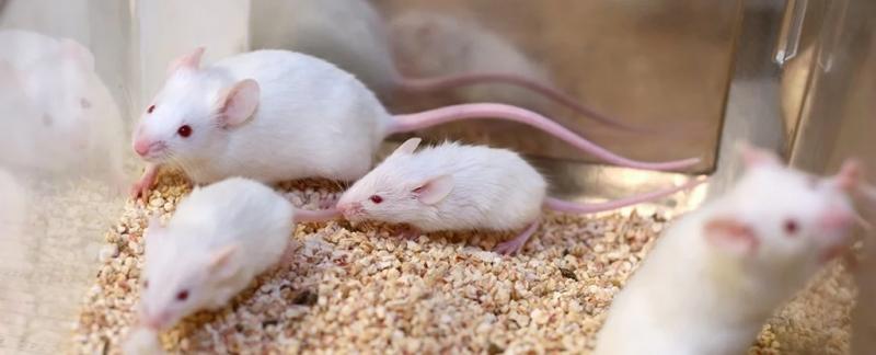 Животные были клонированы из высушенных в морозильной камере клеток кожи