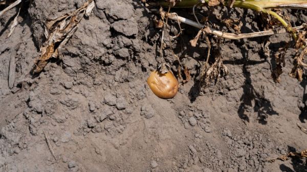 Фото: пересохшие Гарда и Рейн - последствия засухи в Европе