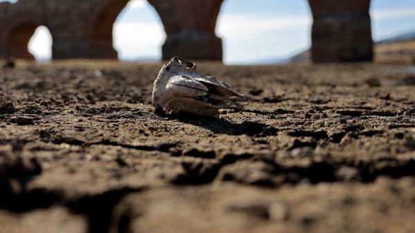 Фото: пересохшие Гарда и Рейн - последствия засухи в Европе