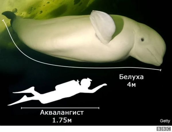Кита-белуху почти неделю спасают в реке под Парижем. Надежды все меньше