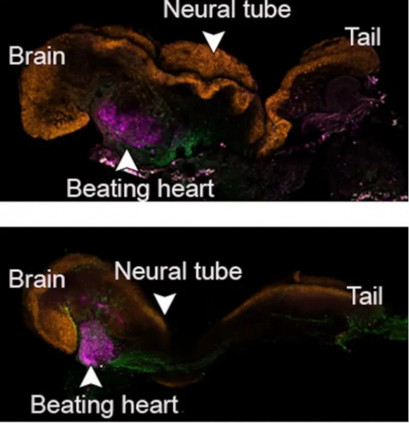 Биологи планируют выращивать зародышей, чтобы пускать их на запчасти для людей