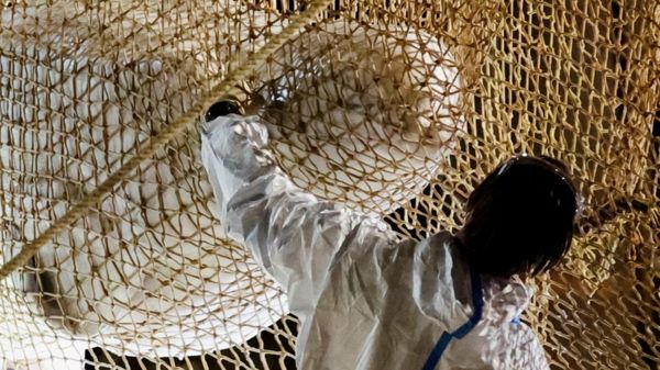 Кита, заплывшего в реку во Франции, не смогли спасти и усыпили