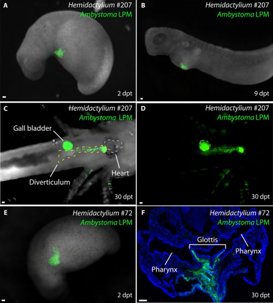 Эти амфибии когда-то отрастили себе легкие, но затем отказались от них 