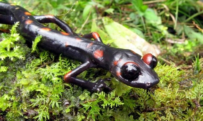 Эти амфибии когда-то отрастили себе легкие, но затем отказались от них 