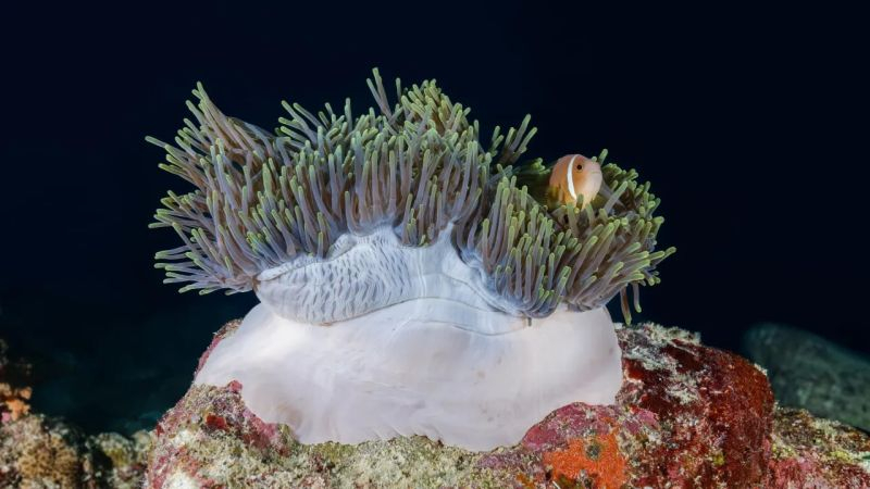 Японские ученые открыли новый вид актиний, которых крабы носят в качестве шляп