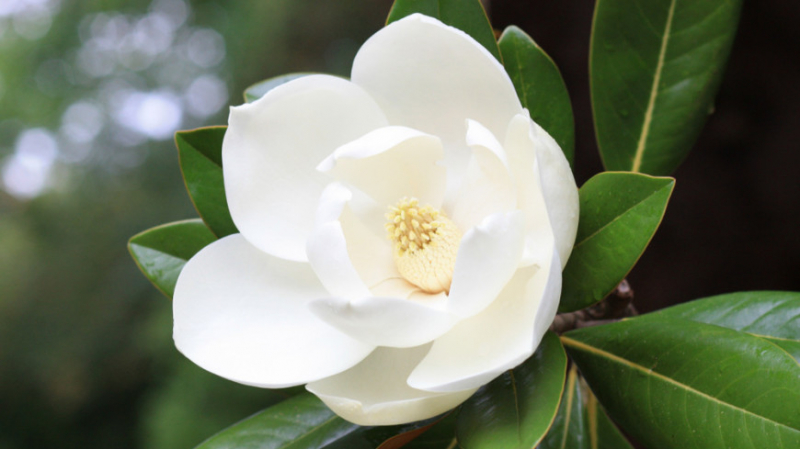 На&nbsp;Гаити нашли цветок, считавшийся исчезнувшим