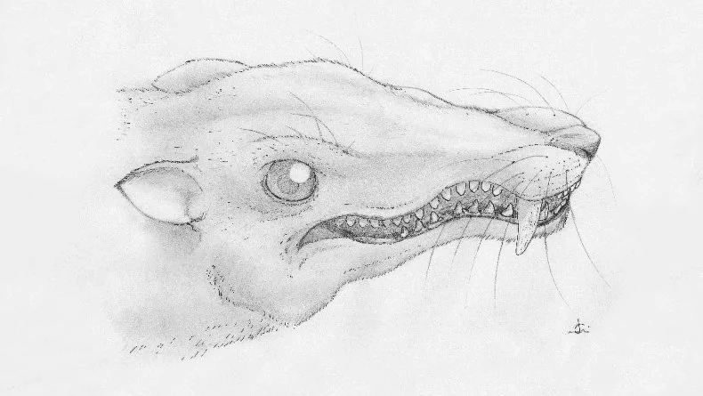 Нейтроны &laquo;помогли&raquo; ученым увидеть череп предка млекопитающих