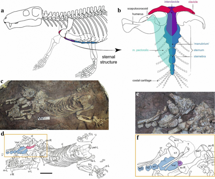 Предки млекопитающих учились ходить и дышать как они еще в пермском периоде