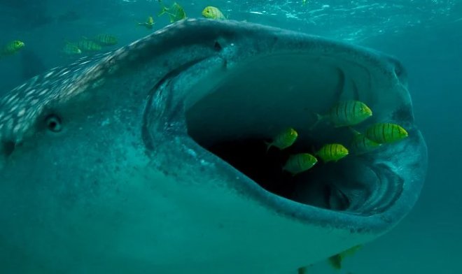 Самые большие акулы в мире оказались травоядными