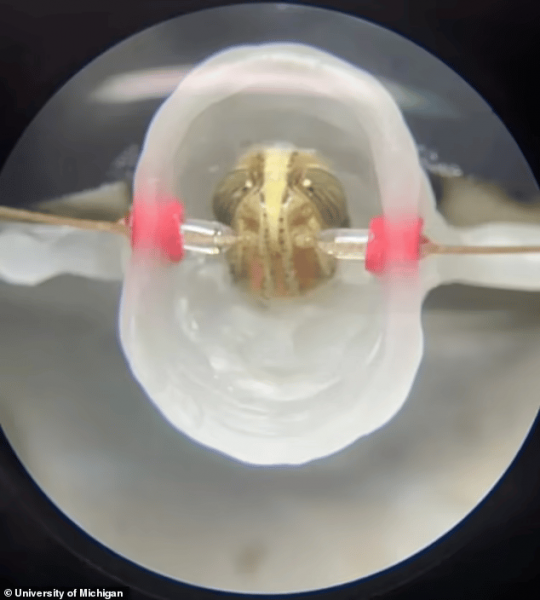 Саранча оказалась способна различать раковые клетки по запаху