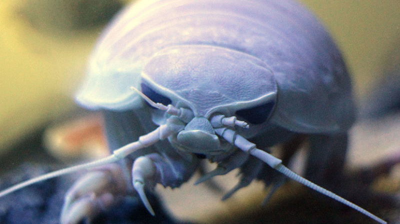 Стройный гигант: учёные открыли новый вид морских изопод