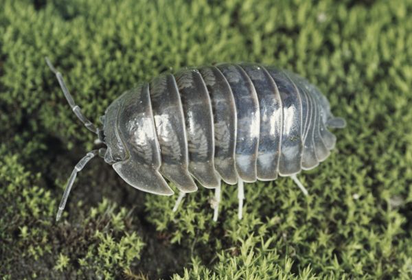 Стройный гигант: учёные открыли новый вид морских изопод