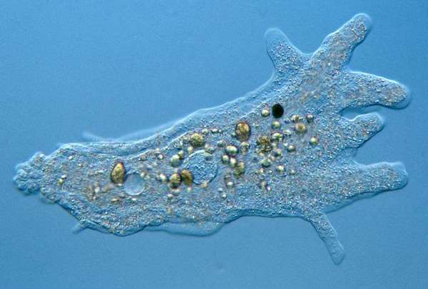 Ученые РФ открыли новый вид амеб &mdash; переносчиков бактерий, вызывающих пневмонию