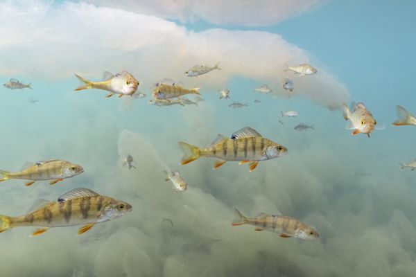 Эта обезьяна действительно завела себе ручного мангуста? Лучшие снимки конкурса "Фотограф дикой природы года"