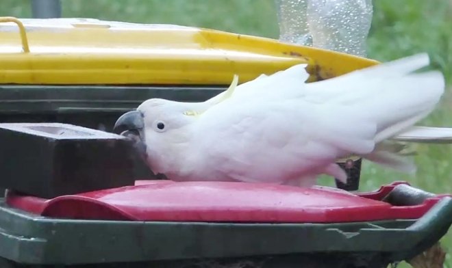 Австралийские какаду объявили людям войну за мусорные бачки