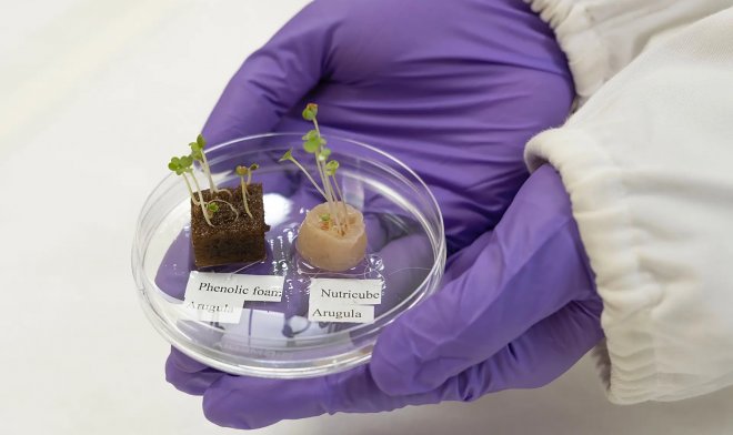 Человеческие волосы оказались на удивление эффективной основой для гидропоники