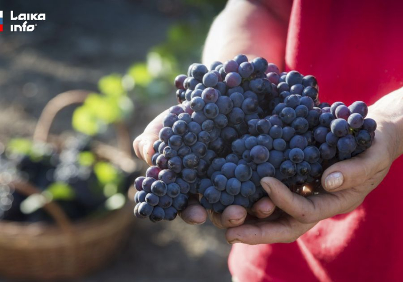 &laquo;ФАНАГОРИЯ&raquo; ПЛАНИРУЕТ СОБРАТЬ ОКОЛО 32 ТЫСЯЧ ТОНН ВИНОГРАДА